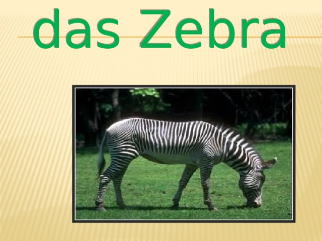 das Zebra