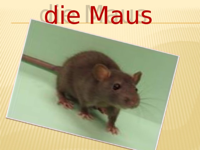 die Maus