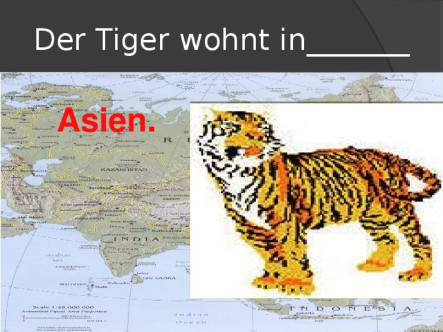 Der Tiger wohnt in_______ Asien .