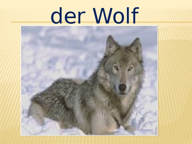 der Wolf