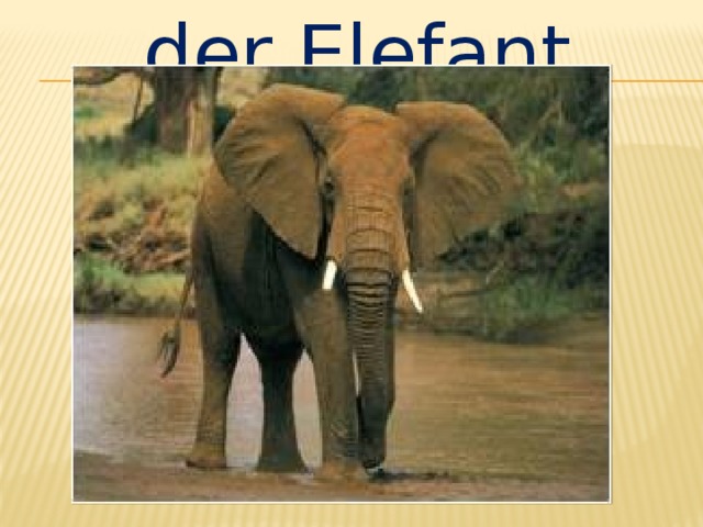der Elefant