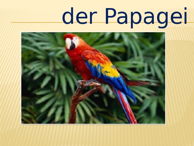 der Papagei