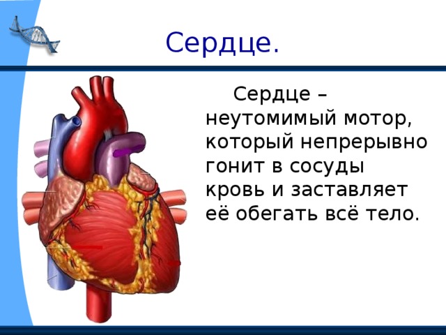 Сердце.   Сердце – неутомимый мотор, который непрерывно гонит в сосуды кровь и заставляет её обегать всё тело.