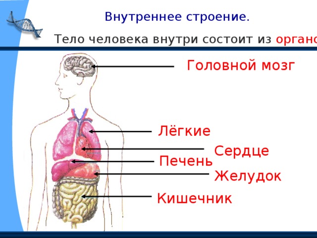 Внутреннее строение. Тело человека внутри состоит из органов . Головной мозг Лёгкие Сердце Печень Желудок Кишечник