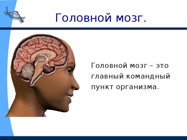 Головной мозг. Головной мозг – это главный командный пункт организма.