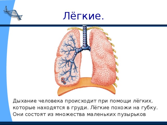 Лёгкие. Дыхание человека происходит при помощи лёгких, которые находятся в груди. Лёгкие похожи на губку. Они состоят из множества маленьких пузырьков