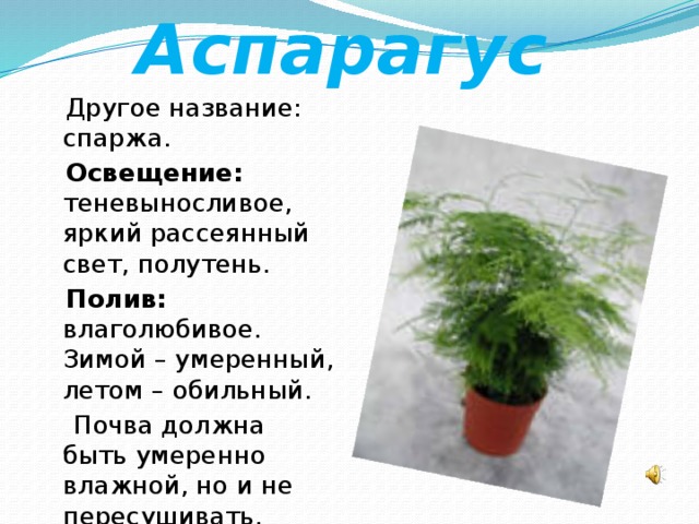 Опишите особенности растений каланхоэ и аспарагуса. Аспарагус карликовый. Фикус аспарагус. Аспарагус Родина растения.