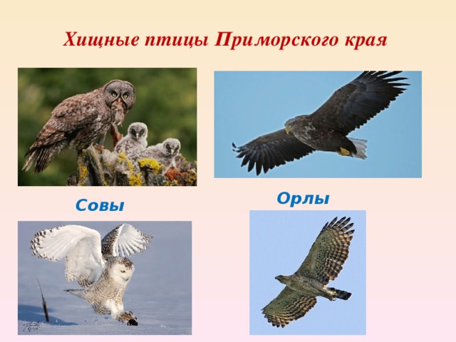Хищные птицы Приморского края Орлы Совы