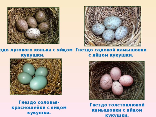 Гнездо лугового конька с яйцом кукушки. Гнездо садовой камышовки с яйцом кукушки. Гнездо соловья-красношейки с яйцом кукушки. Гнездо толстоклювой камышовки с яйцом кукушки.