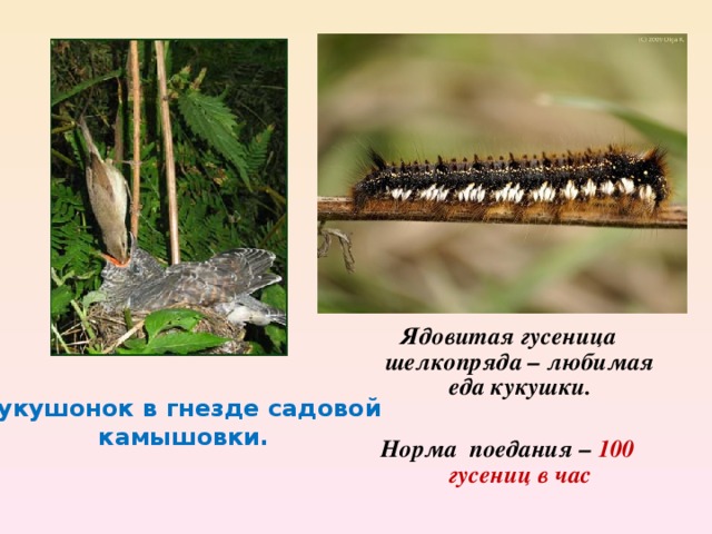 Ядовитая гусеница шелкопряда – любимая еда кукушки.  Норма поедания – 100 гусениц в час Кукушонок в гнезде садовой  камышовки.