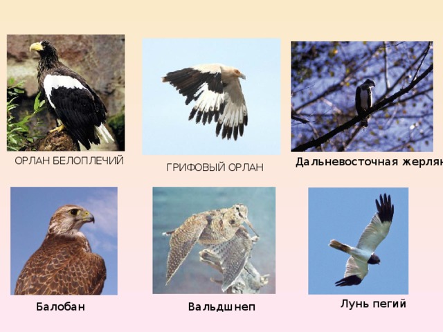 Птицы Приморского Края Фото