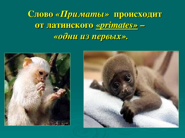Слово «Приматы» происходит  от латинского « primates »  –  «одни из первых». Приматы были в числе первых появившихся на земле из отряда млекопитающих, сейчас их свыше 200 видов — от лемуров до человека.