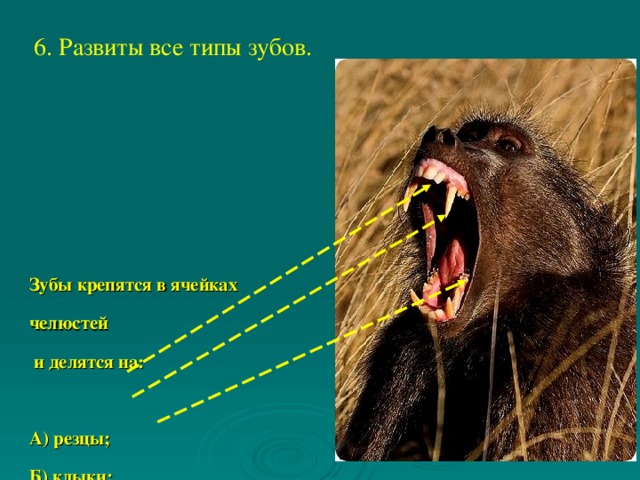 6. Развиты все типы зубов.  Зубы крепятся в ячейках челюстей  и делятся на:  А) резцы; Б) клыки; В) коренные