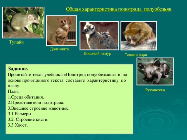 Общая характеристика подотряда полуобезьян Тупайи Долгопяты Кошачий лемур Тонкий лори Задание. Прочитайте текст учебника «Подотряд полуобезьяны» и на основе прочитанного текста составьте характеристику по плану. План. 1.Среда обитания. 2.Представители подотряда. 3.Внешнее строение животных. 3.1.Размеры . 3.2. Строение кисти. 3.3.Хвост. Руконожка