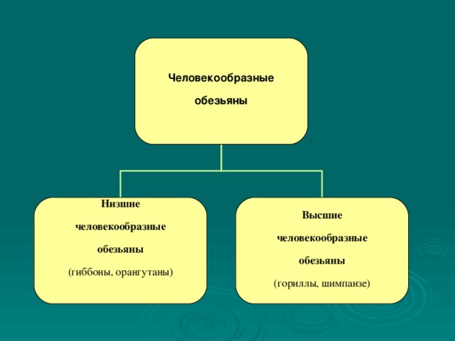 Человекообразные обезьяны Низшие человекообразные обезьяны (гиббоны, орангутаны) Высшие человекообразные обезьяны (гориллы, шимпанзе)