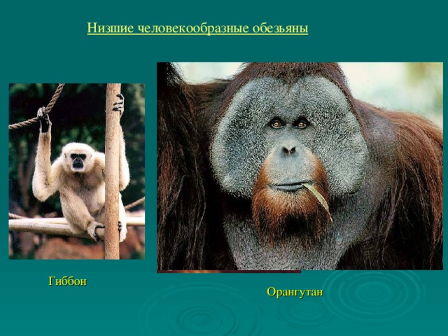 Низшие человекообразные обезьяны Гиббон Орангутан