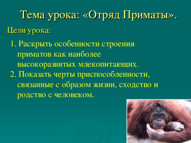 Тема урока: «Отряд Приматы». Цели урока: 1. Раскрыть особенности строения приматов как наиболее высокоразвитых млекопитающих. 2. Показать черты приспособленности, связанные с образом жизни, сходство и родство с человеком.
