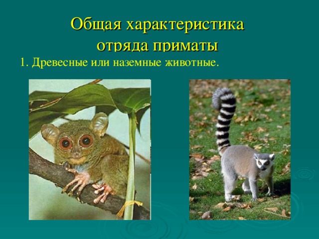 Общая характеристика  отряда приматы 1. Древесные или наземные животные.