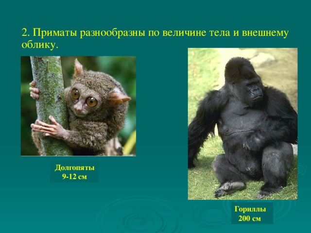 2. Приматы разнообразны по величине тела и внешнему облику.  Долгопяты 9-12 см Гориллы  200 см