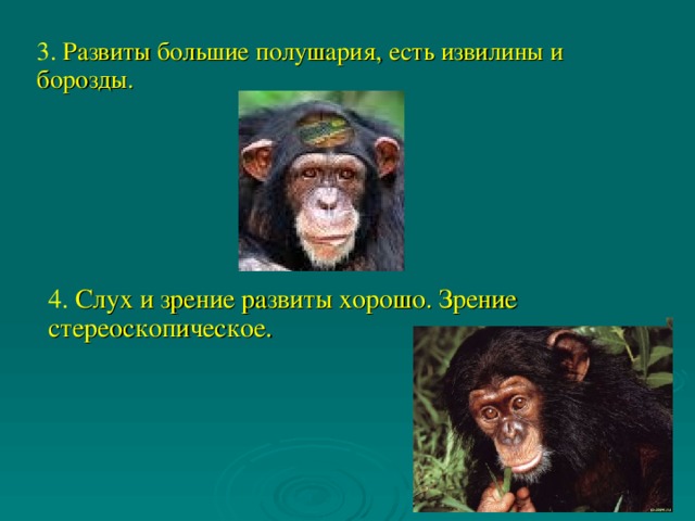 3. Развиты большие полушария, есть извилины и борозды. 4. Слух и зрение развиты хорошо. Зрение стереоскопическое.