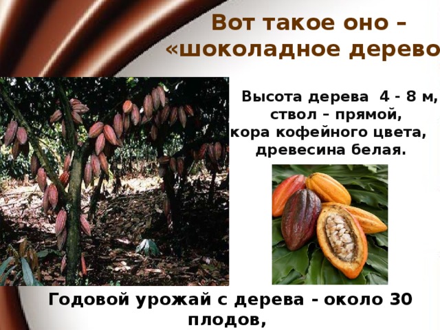 Вот такое оно – «шоколадное дерево »  Высота дерева 4 - 8 м,  ствол – прямой, кора кофейного цвета, древесина белая. Годовой урожай с дерева - около 30 плодов,  плод содержат 30-40 зерен.