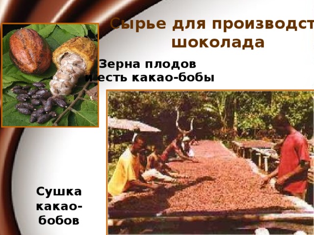 С ырье для производства шоколада Зерна плодов и есть какао-бобы Сушка какао-бобов