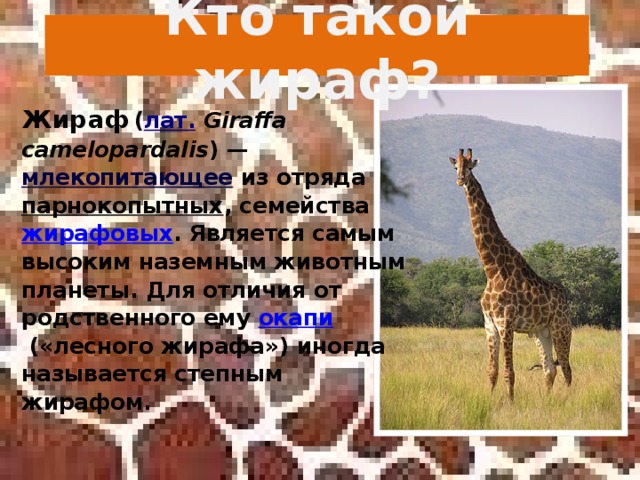 Кто такой жираф? Жираф   ( лат.   Giraffa camelopardalis ) —  млекопитающее  из отряда  парнокопытных , семейства  жирафовых . Является самым высоким наземным животным планеты. Для отличия от родственного ему  окапи  («лесного жирафа») иногда называется степным жирафом.