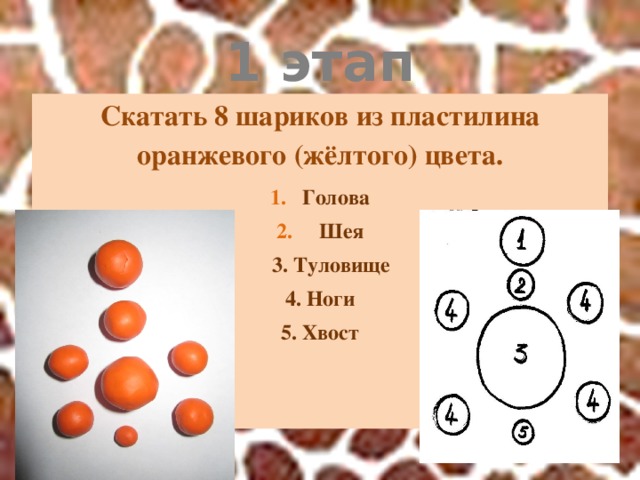 1 этап Скатать 8 шариков из пластилина оранжевого (жёлтого) цвета. Голова  Шея  3. Туловище 4. Ноги 5. Хвост