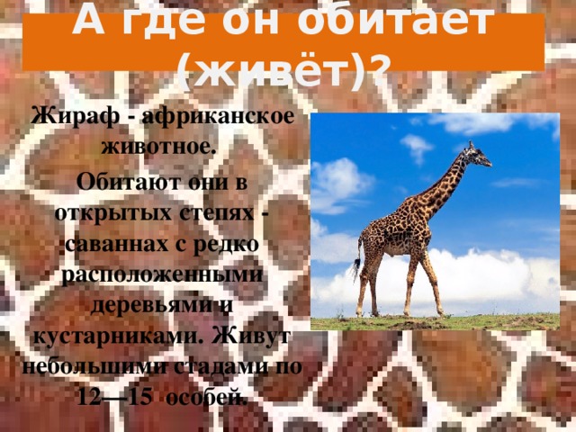 А где он обитает (живёт)? Жираф - африканское животное. Обитают они в открытых степях - саваннах с редко расположенными деревьями и кустарниками. Живут небольшими стадами по 12—15  особей.