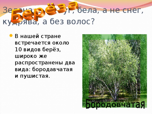 Зелена, а не луг, бела, а не снег, кудрява, а без волос?