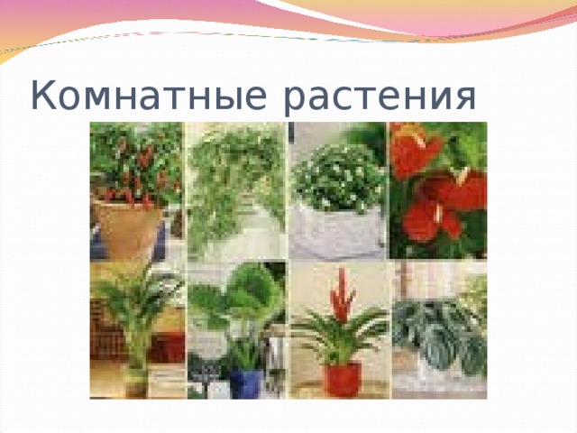 Комнатные растения