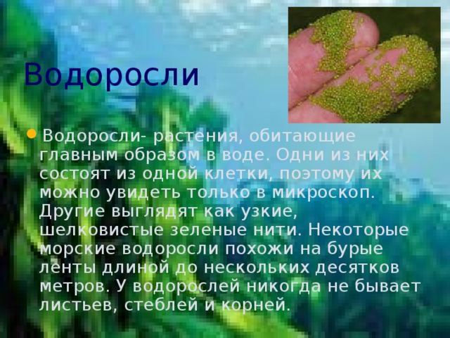 Водоросли