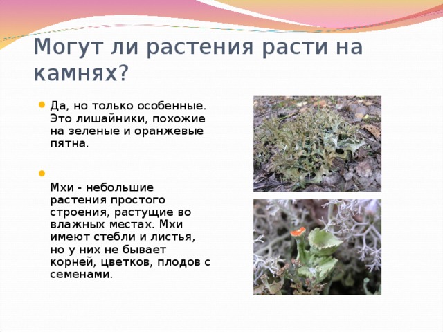 Могут ли растения расти на камнях?