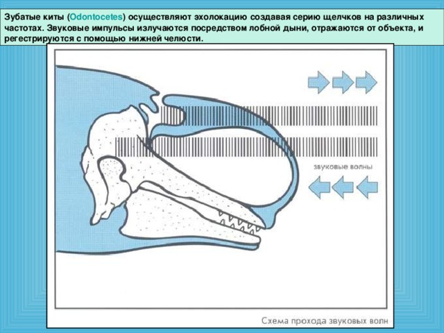 Зубатые киты ( Odontocetes ) осуществляют эхолокацию создавая серию щелчков на различных частотах. Звуковые импульсы излучаются посредством лобной дыни, отражаются от объекта, и регестрируются с помощью нижней челюсти.