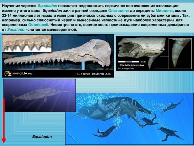 Изучение черепов Squalodon позволяет педположить первичное возникновение эхолокации именно у этого вида. Squalodon жил в ранней середине Олигоцена до середины Миоцена , около 33-14 миллионов лет назад и имел ряд признаков сходных с современными зубатыми китами . Так, например, сильно сплюснутый череп и вынесенные челюстные дуги наиболее характерны для современных Odontoceti . Несмотря на это, возможность происхождения современных дельфинов от Squalodon считается маловероятной. Squalodon