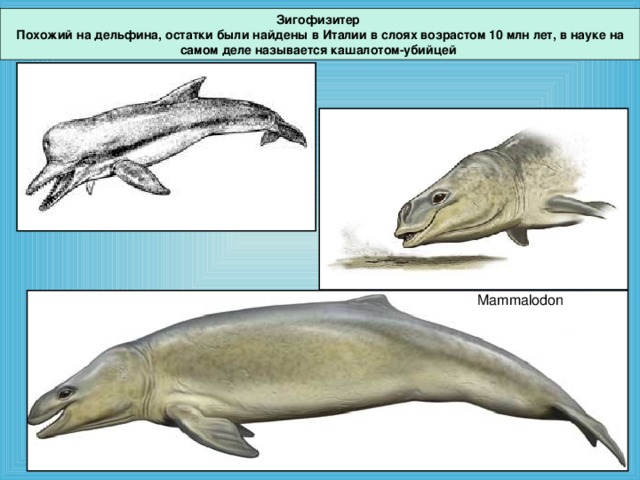 Зигофизитер  Похожий на дельфина, остатки были найдены в Италии в слоях возрастом 10 млн лет, в науке на самом деле называется кашалотом-убийцей Mammalodon