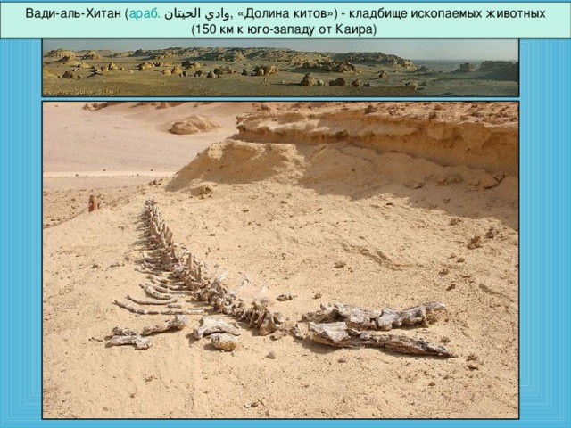 Вади-аль-Хитан ( араб.  وادي الحيتان ‎‎ , «Долина китов») - кладбище ископаемых животных (150 км к юго-западу от Каира)