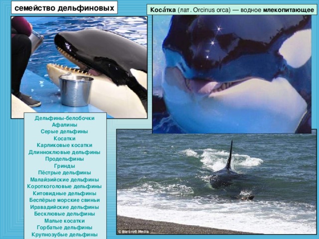 семейство дельфиновых Коса́тка (лат. Orcinus orca) — водное млекопитающее Дельфины-белобочки  Афалины  Серые дельфины  Косатки  Карликовые косатки  Длинноклювые дельфины  Продельфины  Гринды  Пёстрые дельфины  Малайзийские дельфины  Короткоголовые дельфины  Китовидные дельфины  Беспёрые морские свиньи  Иравадийские дельфины  Бесклювые дельфины  Малые косатки  Горбатые дельфины  Крупнозубые дельфины