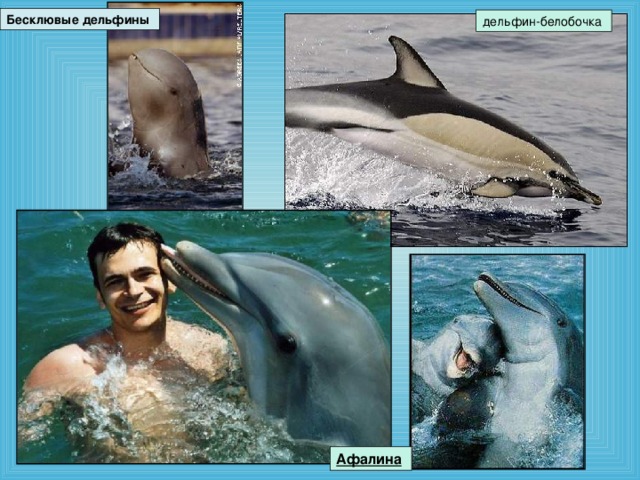 Бесклювые  дельфины  дельфин-белобочка Афалина