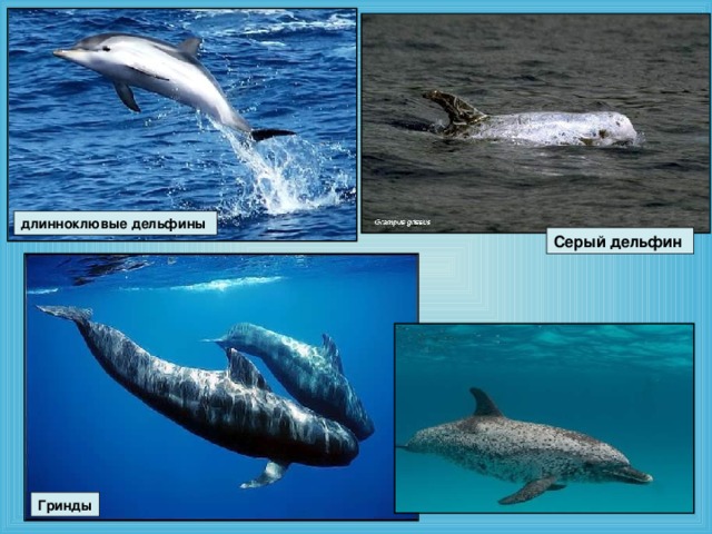 длинноклювые  дельфины  Серый  дельфин  Гринды