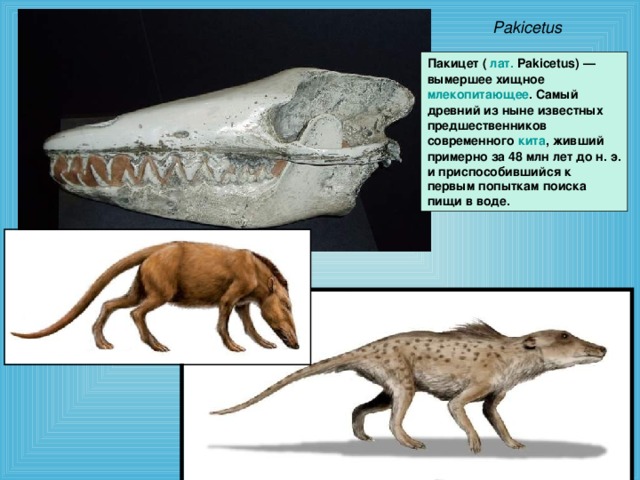 Pakicetus  Пакицет ( лат. Pakicetus) — вымершее хищное млекопитающее . Самый древний из ныне известных предшественников современного кита , живший примерно за 48 млн лет до н. э. и приспособившийся к первым попыткам поиска пищи в воде.