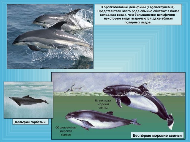 Короткоголовые дельфины (Lagenorhynchus) Представители этого рода обычно обитают в более холодных водах, чем большинство дельфинов - некоторые виды встречаются даже вблизи полярных льдов. Дельфин горбатый Беспёрые морские свиньи
