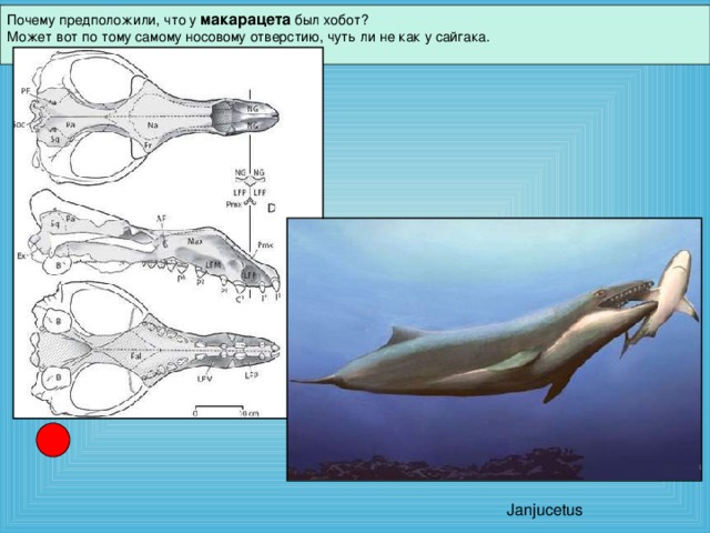 Почему предположили, что у макарацета был хобот? Может вот по тому самому носовому отверстию, чуть ли не как у сайгака.                                                          Janjucetus
