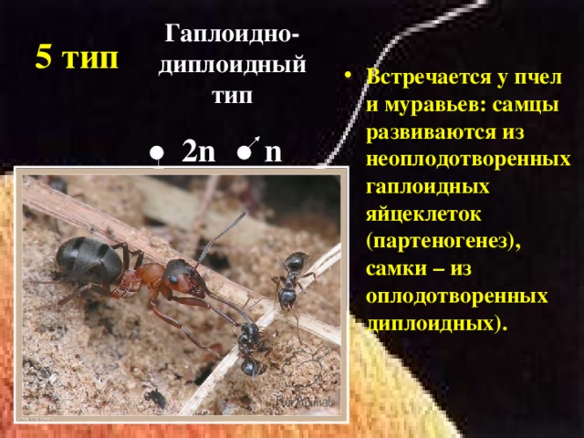Гаплоидно-диплоидный тип 2 n n 5 тип Встречается у пчел и муравьев: самцы развиваются из неоплодотворенных гаплоидных яйцеклеток (партеногенез), самки – из оплодотворенных диплоидных).