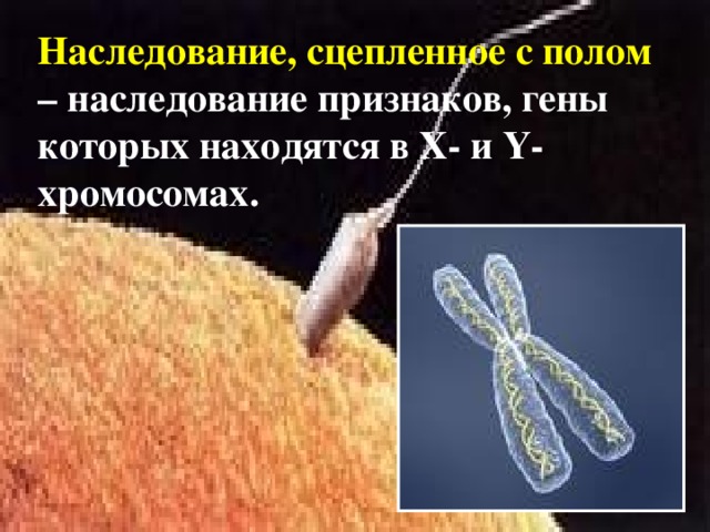 Наследование, сцепленное с полом – наследование признаков, гены которых находятся в Х- и Y -хромосомах.