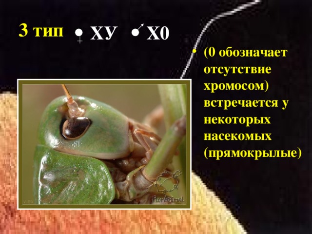 3 тип  ХУ Х0 (0 обозначает отсутствие хромосом) встречается у некоторых насекомых (прямокрылые)