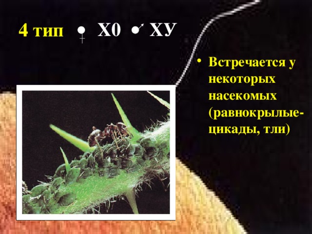 4 тип  Х0 ХУ Встречается у некоторых насекомых (равнокрылые- цикады, тли)