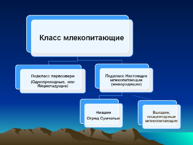 Многообразие млекопитающих презентация 7 класс