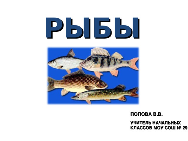 РЫБЫ ПОПОВА В.В. УЧИТЕЛЬ НАЧАЛЬНЫХ КЛАССОВ МОУ СОШ № 29