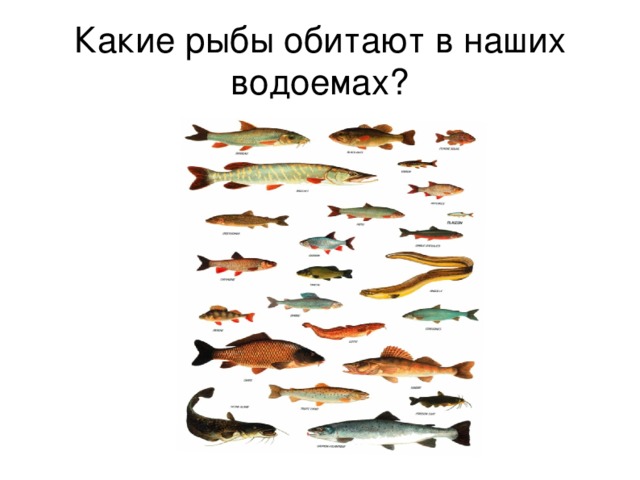 Какие рыбы обитают в наших водоемах?